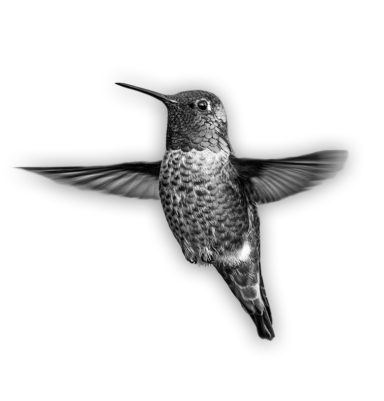 Kolibri Design Logo Startseite